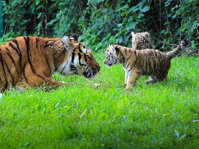 Tigerbabies und Tigermutter im Tierpark in Gotha