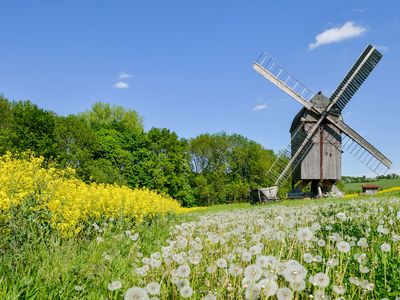 Bockwindmühle in Ballstädt im Gothaer Land im Frühling mit Raps und Pusteblumen im Vordergrund