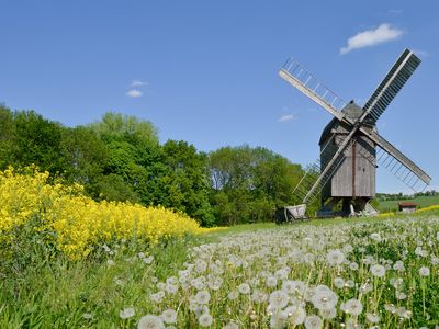 Windmühle mit Pusteblumen auf der Fahner Höhe