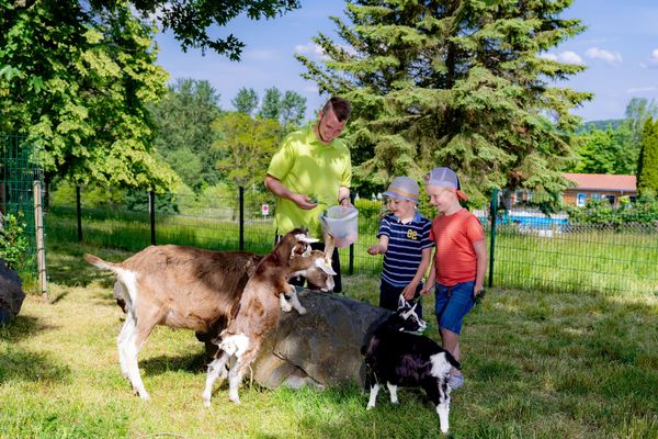 Streichelgehäge Ahorn Berghotel Friedrichroda in der Inselsbergregion im Thüringer Wald