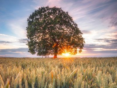 Ein Kornfeld im Sonnenuntergang in Molschleben im Nessetal (Region Gotha & Gothaer Land)