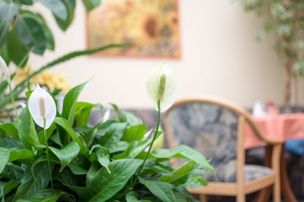 Frühstücksraum in der Pension Regina in Gotha (Region Gotha & Gothaer Land)