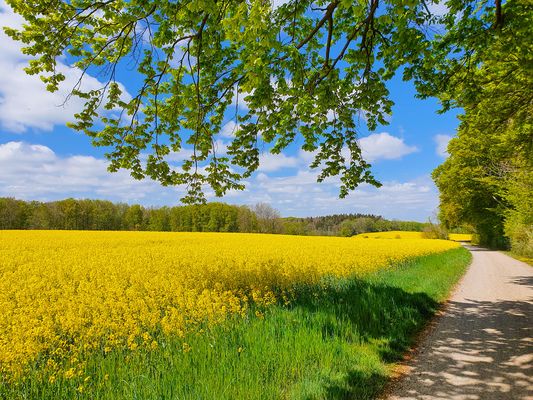 Frühling mit Rapsfeld auf dem Rennsteig bei Friedrichroda im Thüringer Wald in der Inselsbergregion (UNESCO Global Geopark Thüringen Drei Gleichen – Inselsberg)