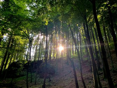 Das grüne Felsental in Bad Tabarz im Gegenlicht zum Sonnenuntergang, Inselsbergregion / UNESCO Global Geopark Thüringen Inselsberg – Drei Gleichen