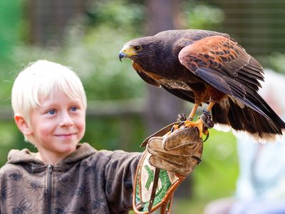 Wüstenbussard mit Kind in der Greifenwarte 