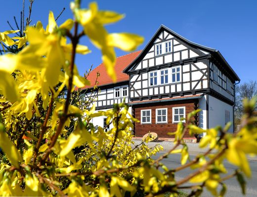 Gelbe Blüten vor der Veit-Bach-Obermühle in Wechmar im Thüringer Burgenland Drei Gleichen / UNESCO Global Geopark Thüringen Inselsberg – Drei Gleichen