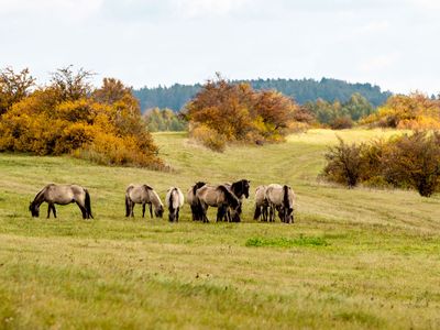 Wildpferde auf der Weide in der Thüringeti in der Talsperrenregion im Herbst